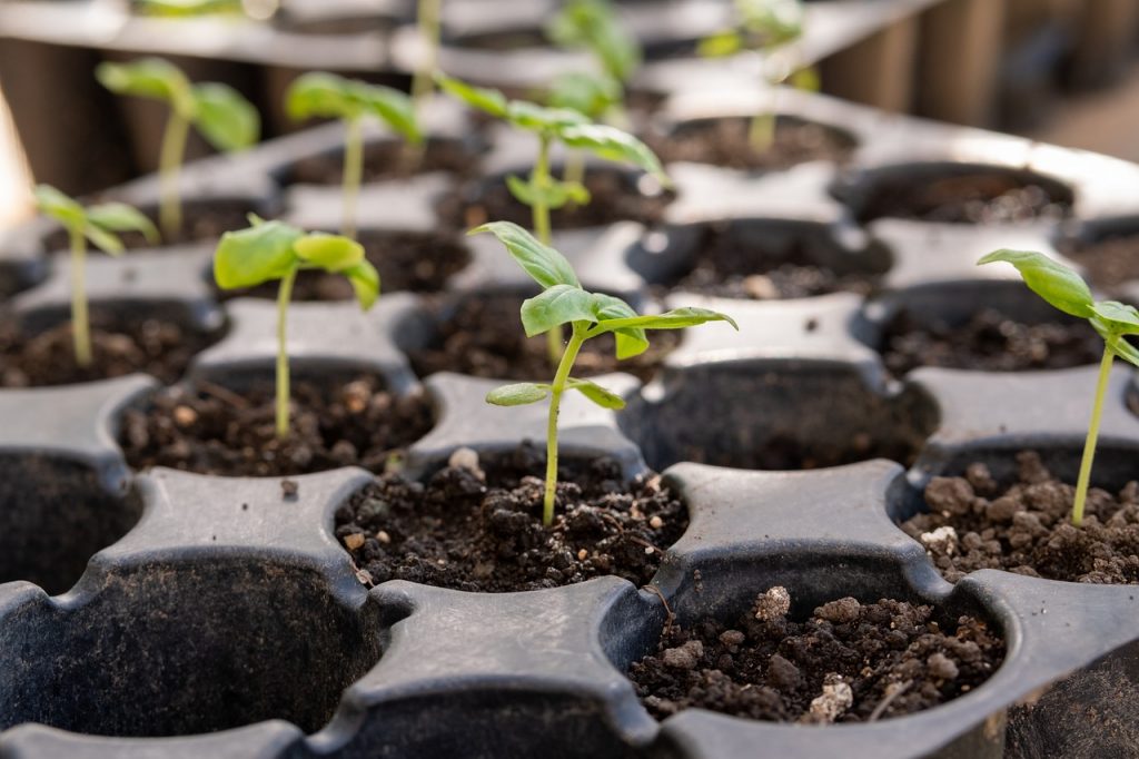 seedling, seedling tray, gardening