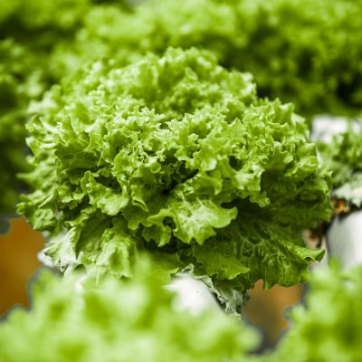 A close up of green lettuce in a green house