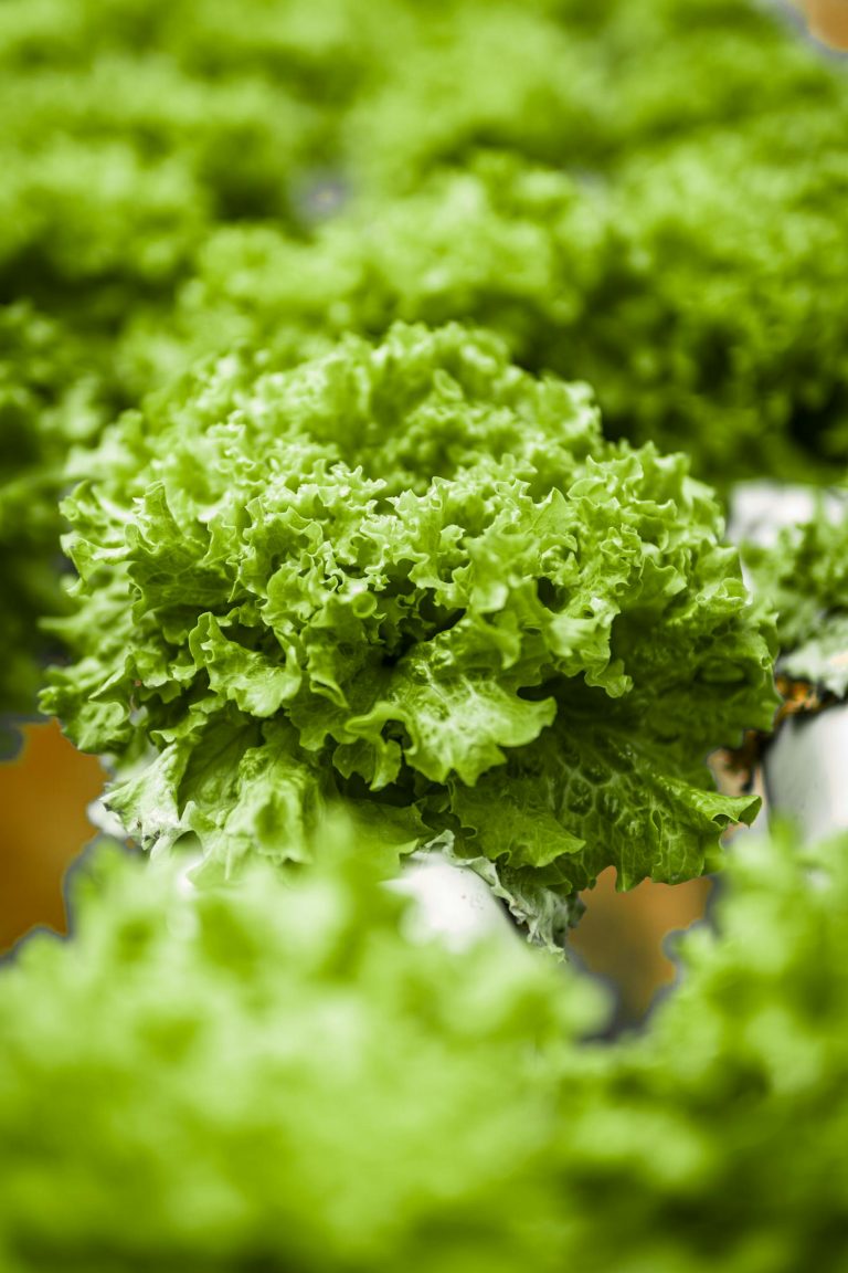 A close up of green lettuce in a green house