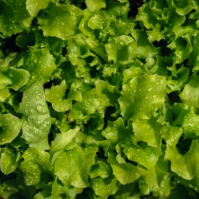 A close up of lettuce leaves with water droplets