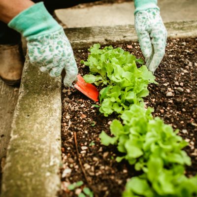 A person in gardening gloves cutting lettuce