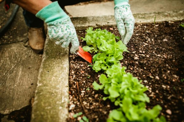 A person in gardening gloves cutting lettuce