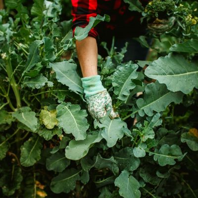 A person in gardening gloves picking up a leaf