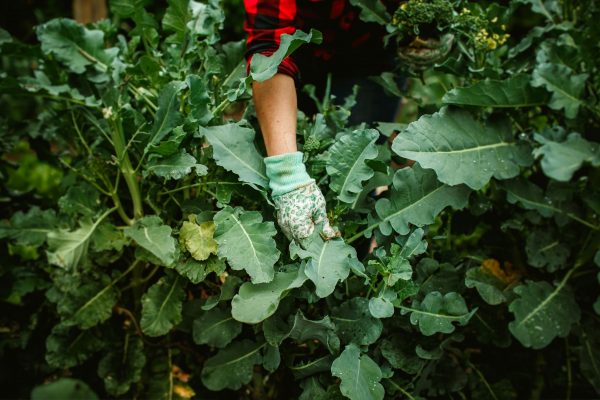 A person in gardening gloves picking up a leaf