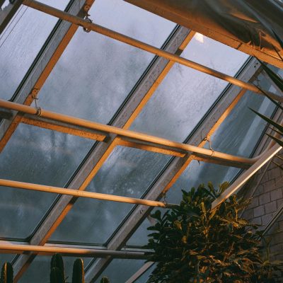 Green Plant in a Room